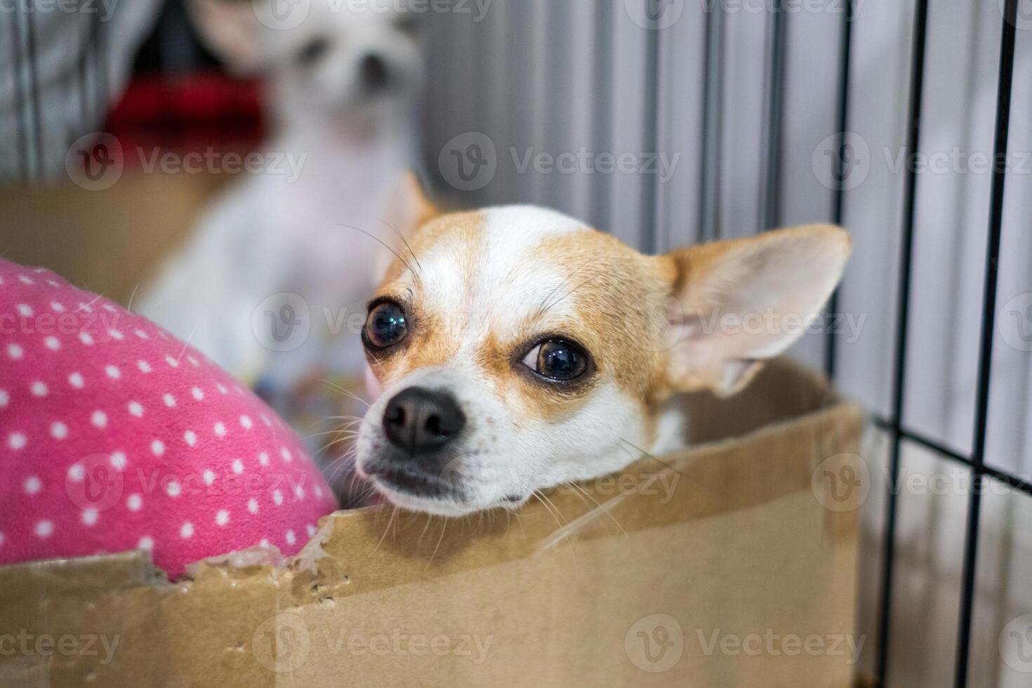 Puppy white brown chihuahua were staring photo