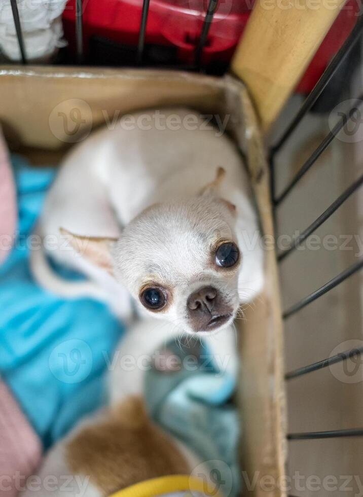 White small chihuahua puppy look up photo