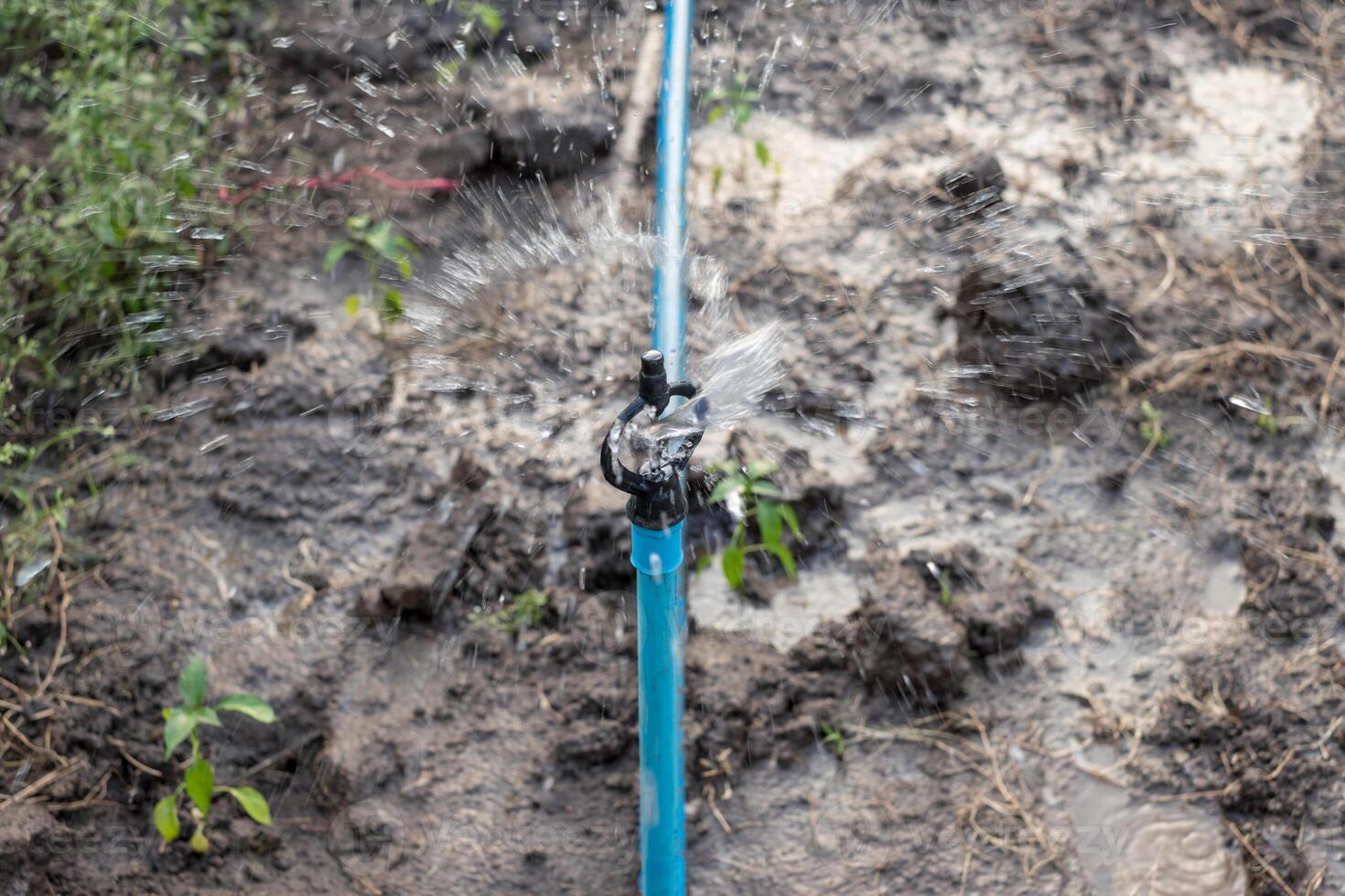 Close-up Sprinkler irrigation watering form blue pipe in the farm photo