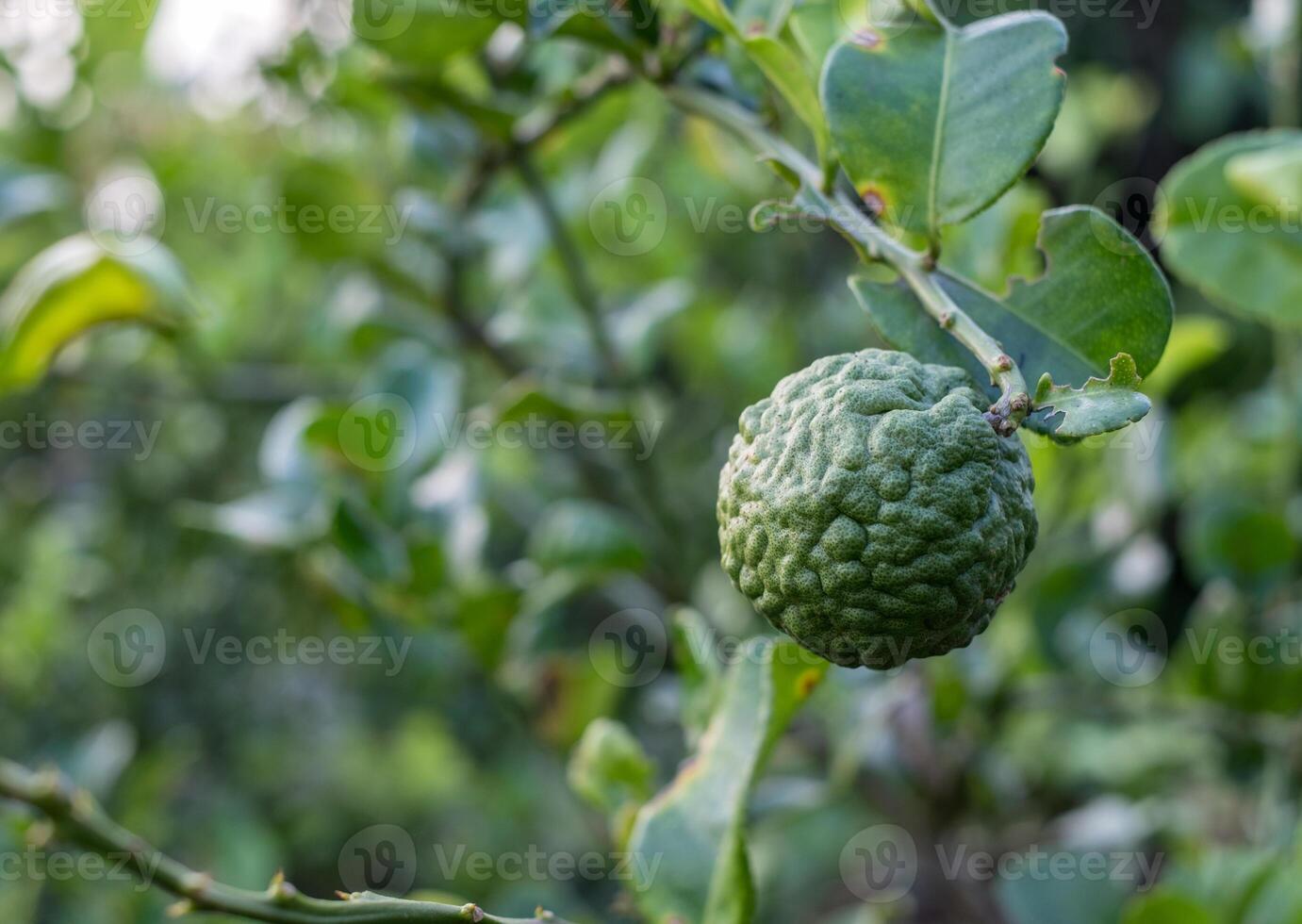 Bergamot, Kaffir lime fruit growing on stem in farm photo