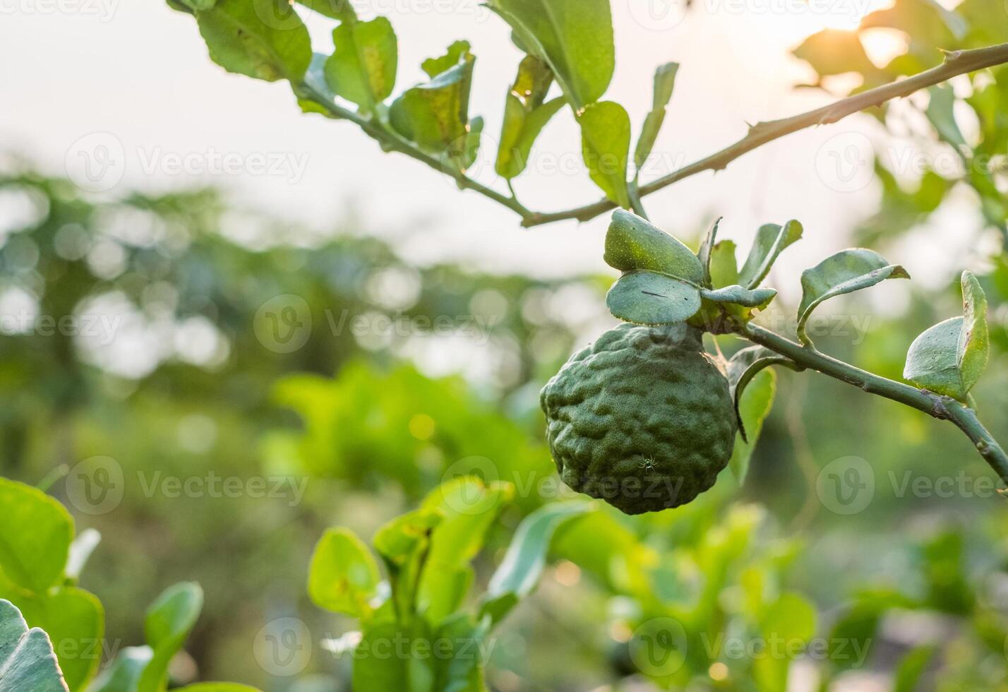 Bergamot, Kaffir lime fruit growing on stem in farm photo