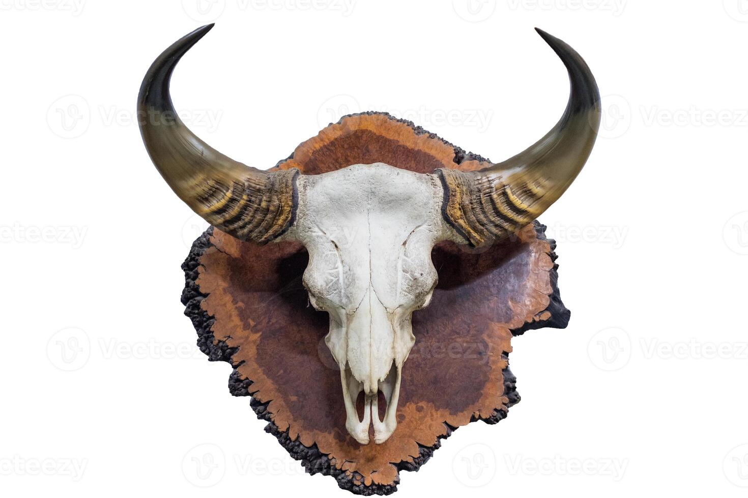 Skull with horns buffalo on wood timber photo