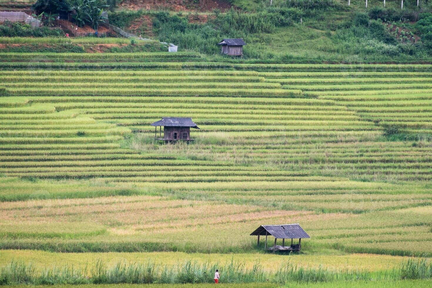 ver de tribu cabaña en arroz campo foto