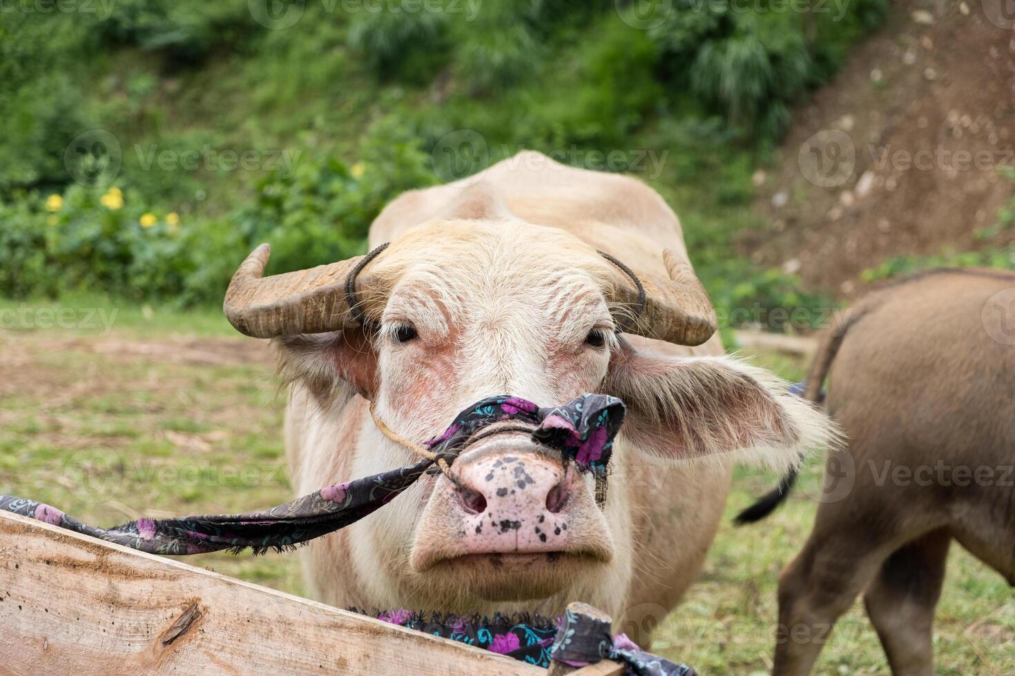 Albino white buffalo animal agiculture in stall photo