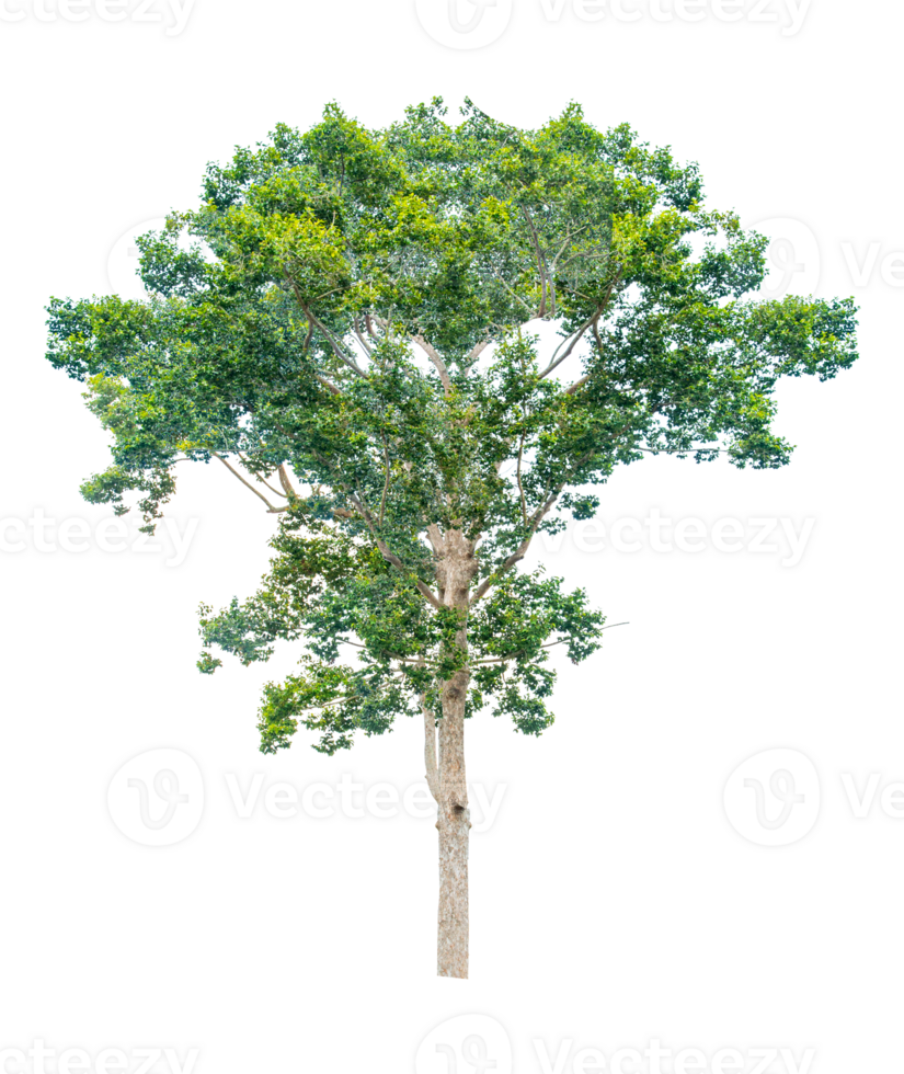 Trees in the tropical forest of Thailand on transparent background PNG