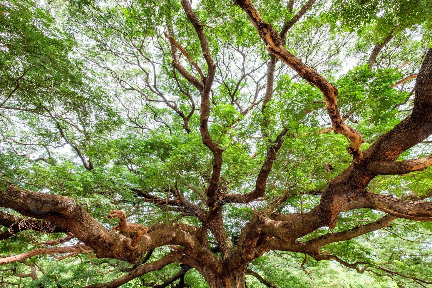 Big rain tree branches spread photo