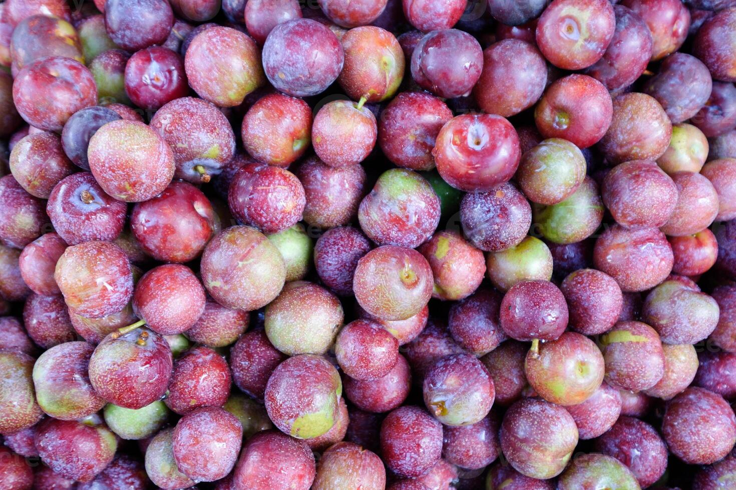 Jujube fruit ripe pile up photo