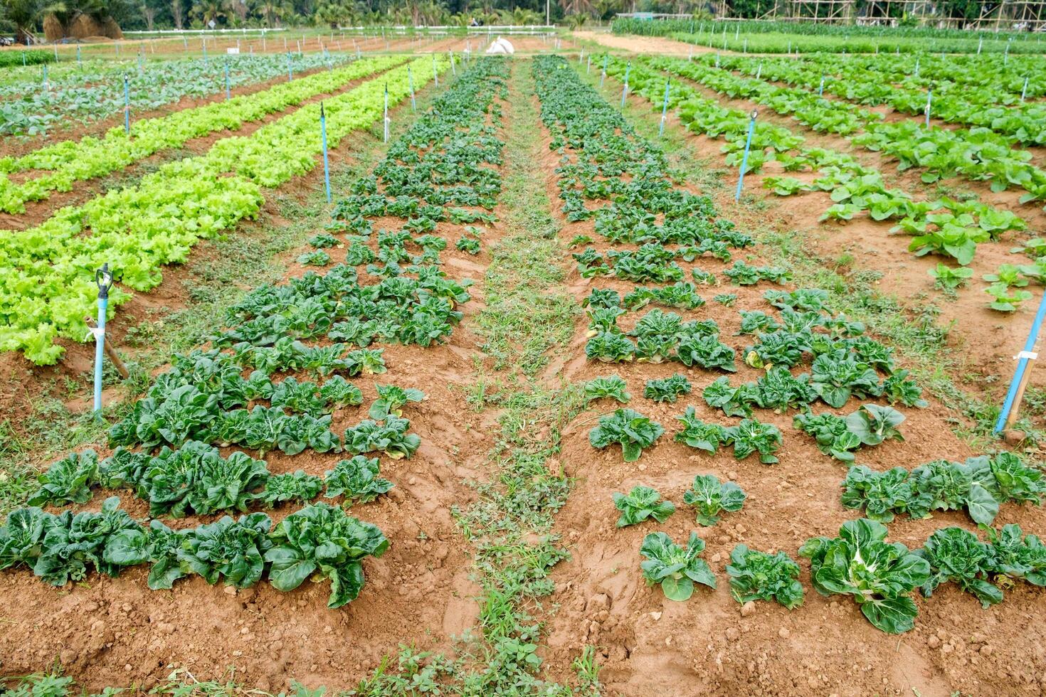 Cultivation planting vegetables in garden photo