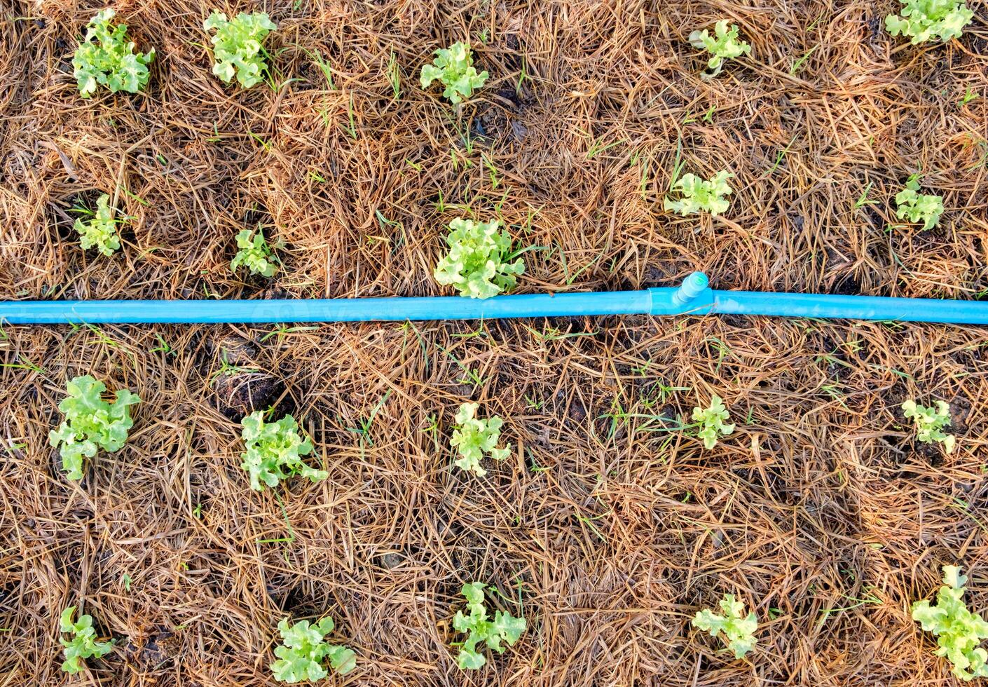 Green oak lettuce growing in garden photo