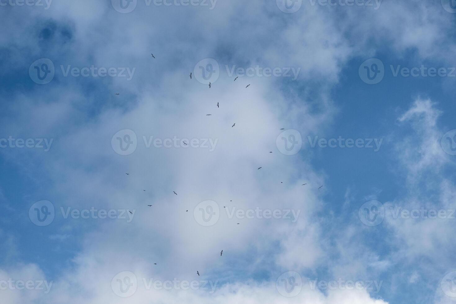 Flock of birds flying on blue sky photo