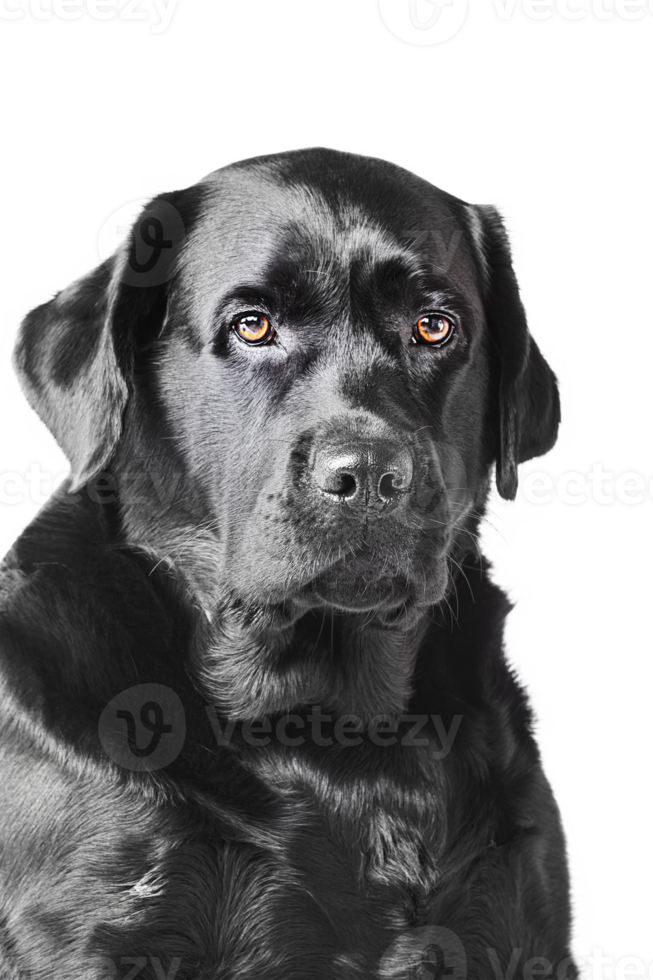 Dog breed Labrador retriever isolate. Portrait of a black labrador. png