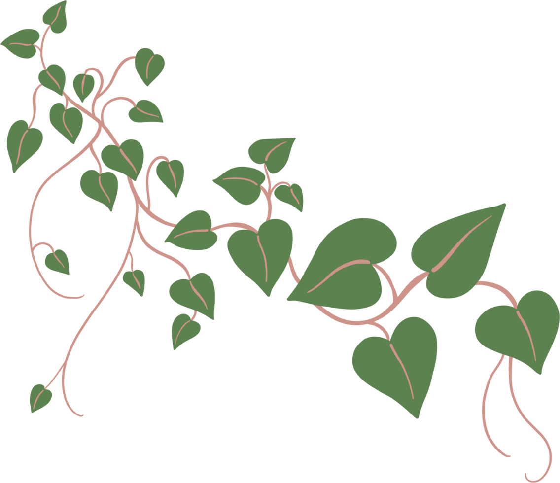 ivy plant drawing illustration. png