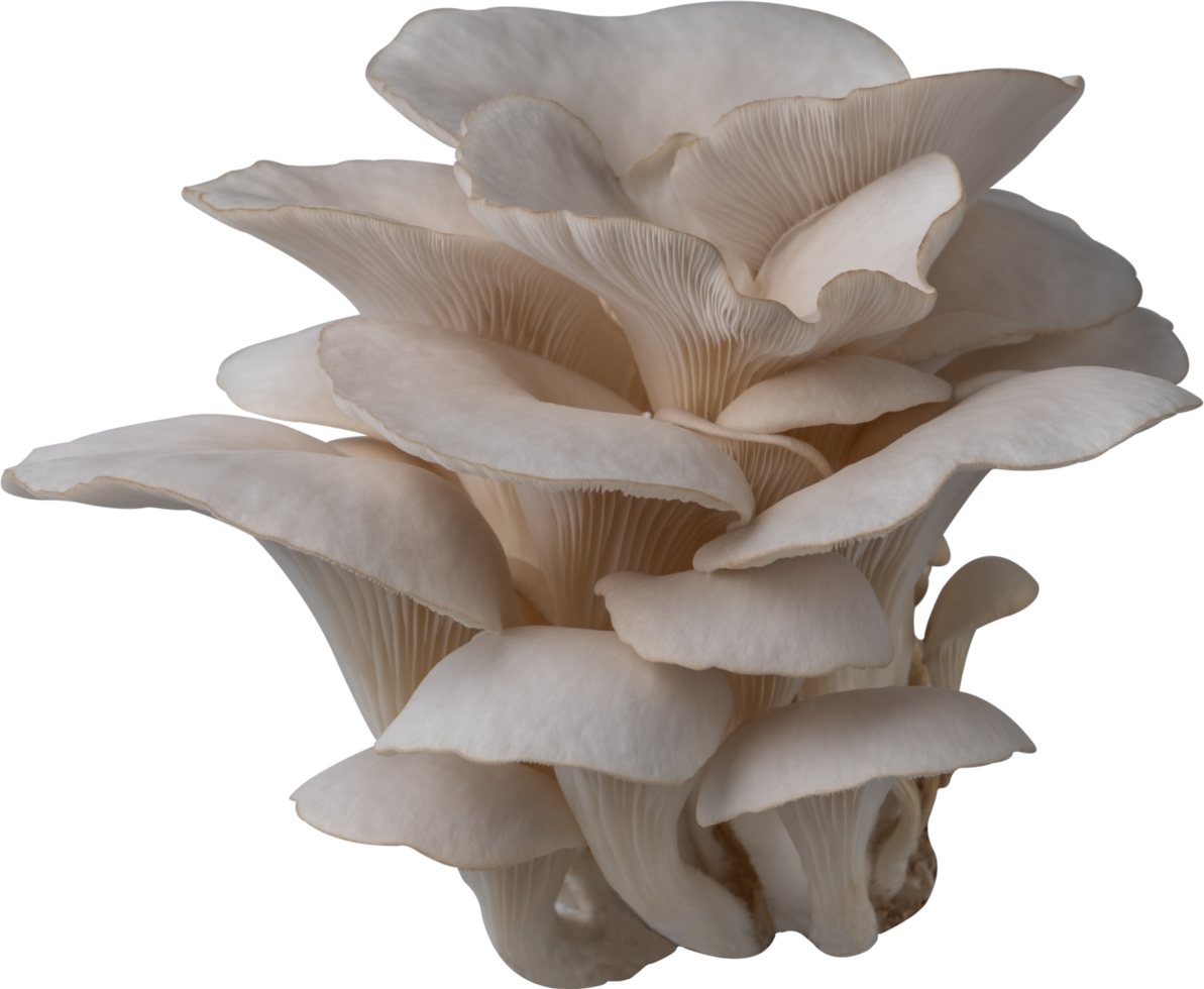 oyster mushroom cut out on transparent background. png