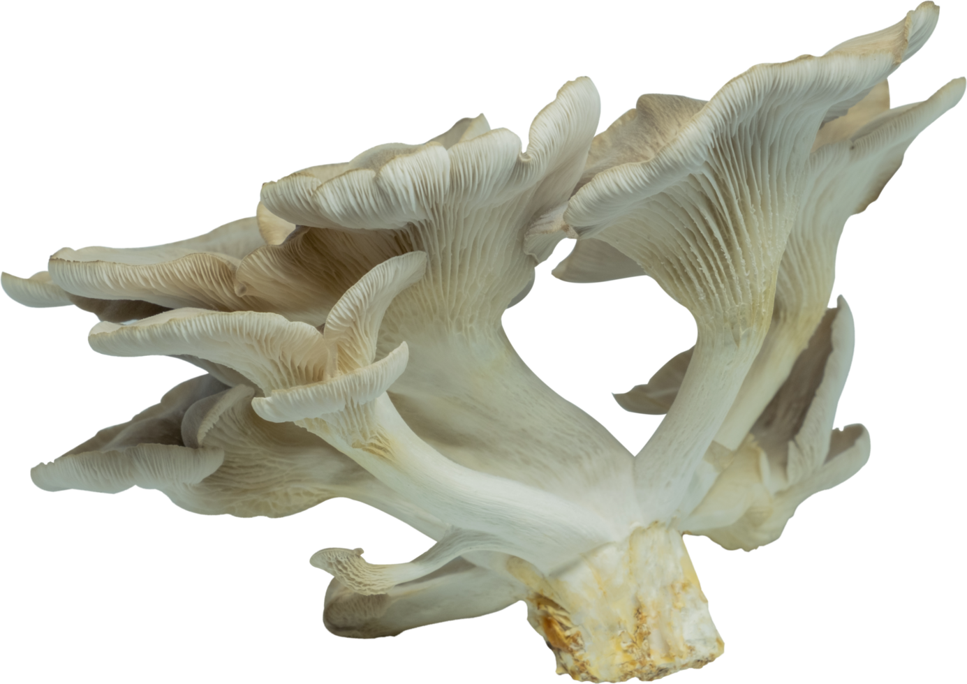 edible mushroom cut out on transparent background. png