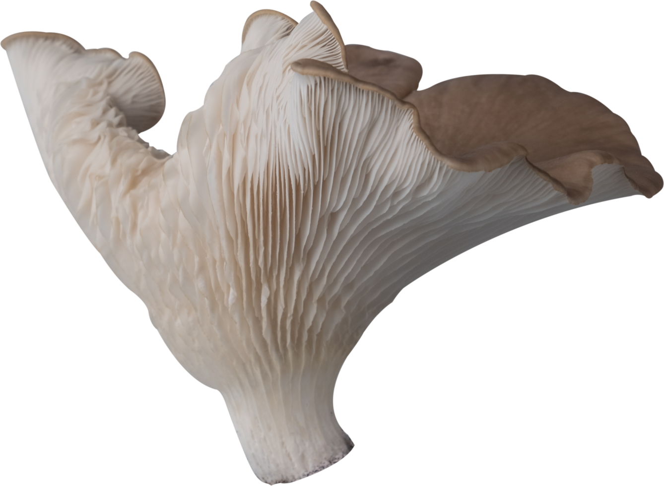 edible mushroom cut out on transparent background. png