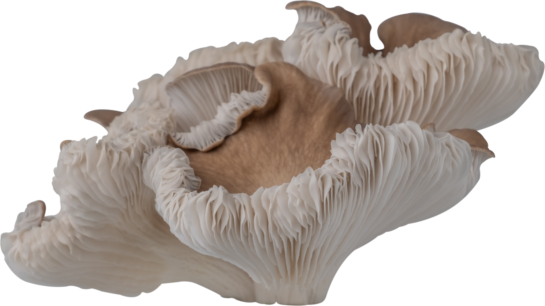 edible mushroom cut out on transparent background. png