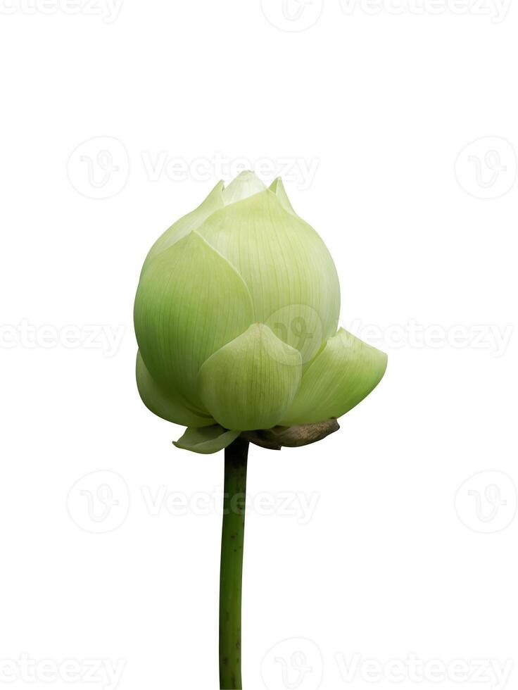 verde loto flor con recorte camino. foto