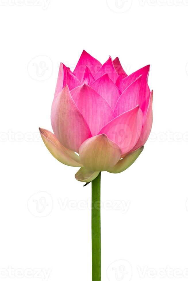 lotus on isolate white background. photo