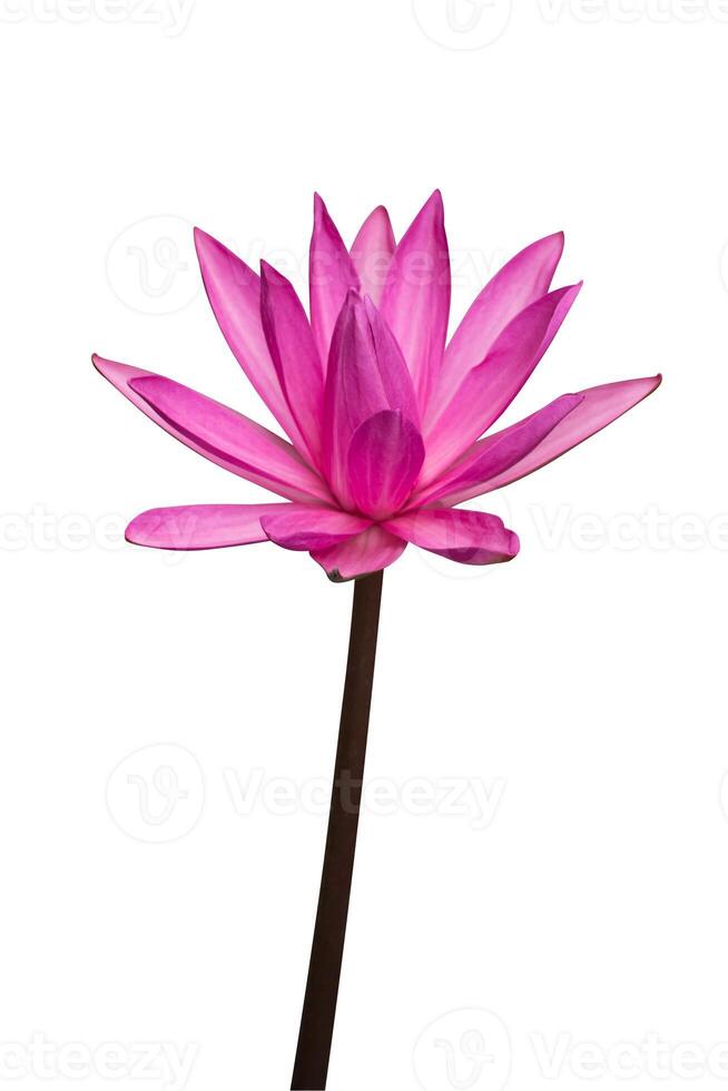 Pink lotus flower on white background. photo