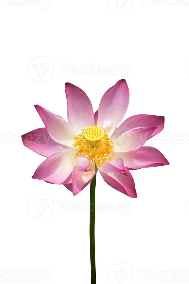lotus on isolate white background. photo