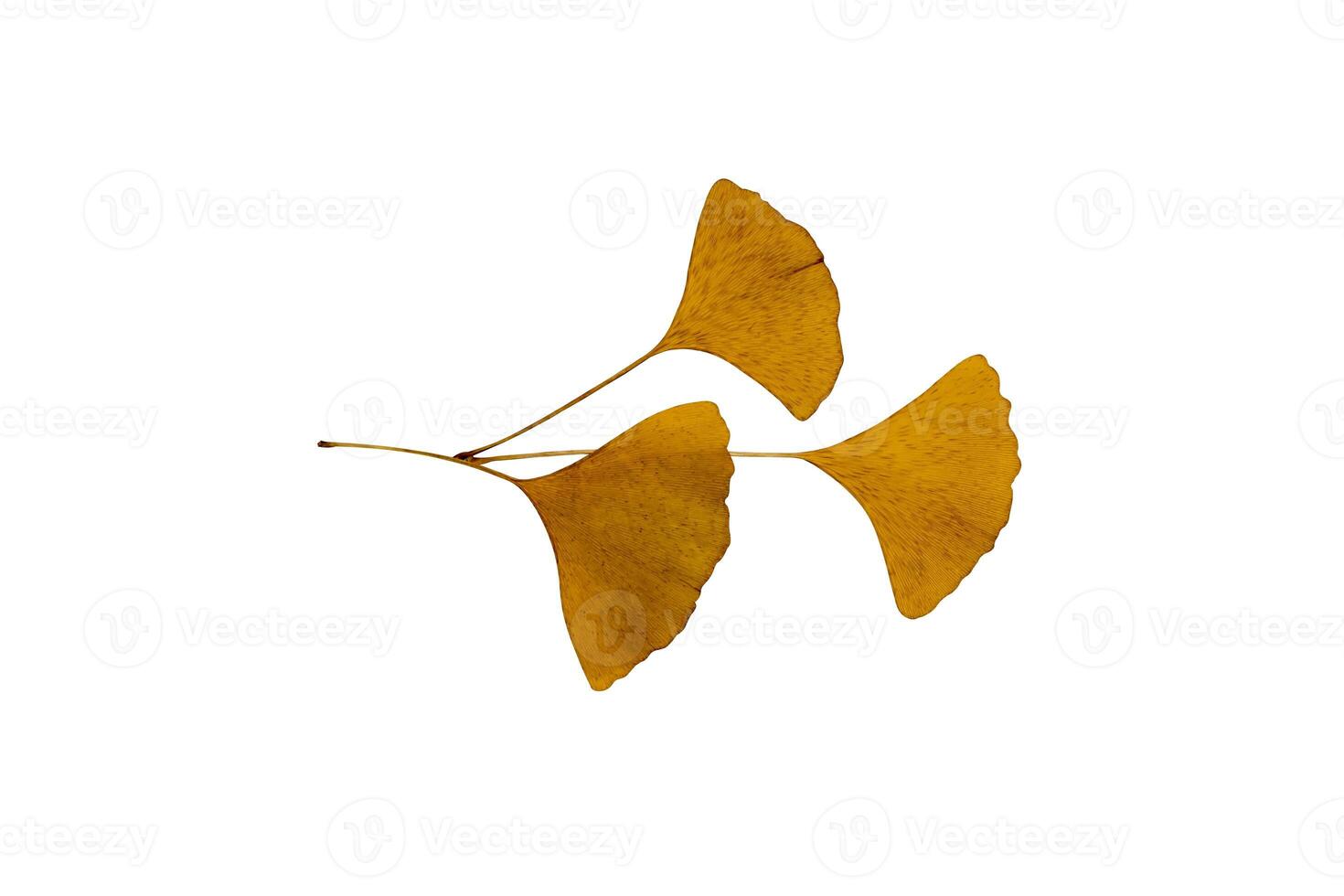 Dry Ginkgo biloba leaf photo