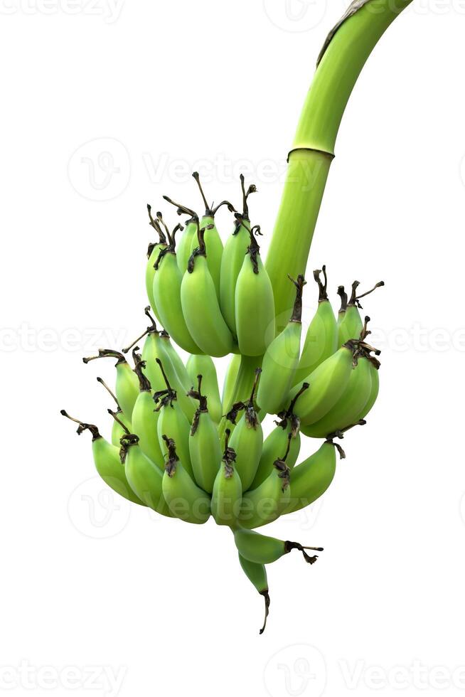 verde bananas colgando en árbol. foto