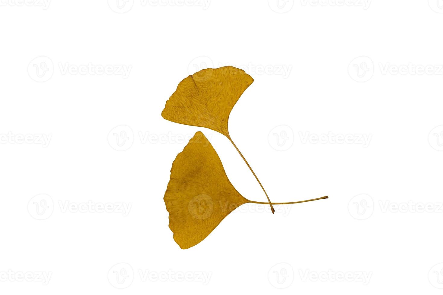 Dry Ginkgo biloba leaf photo