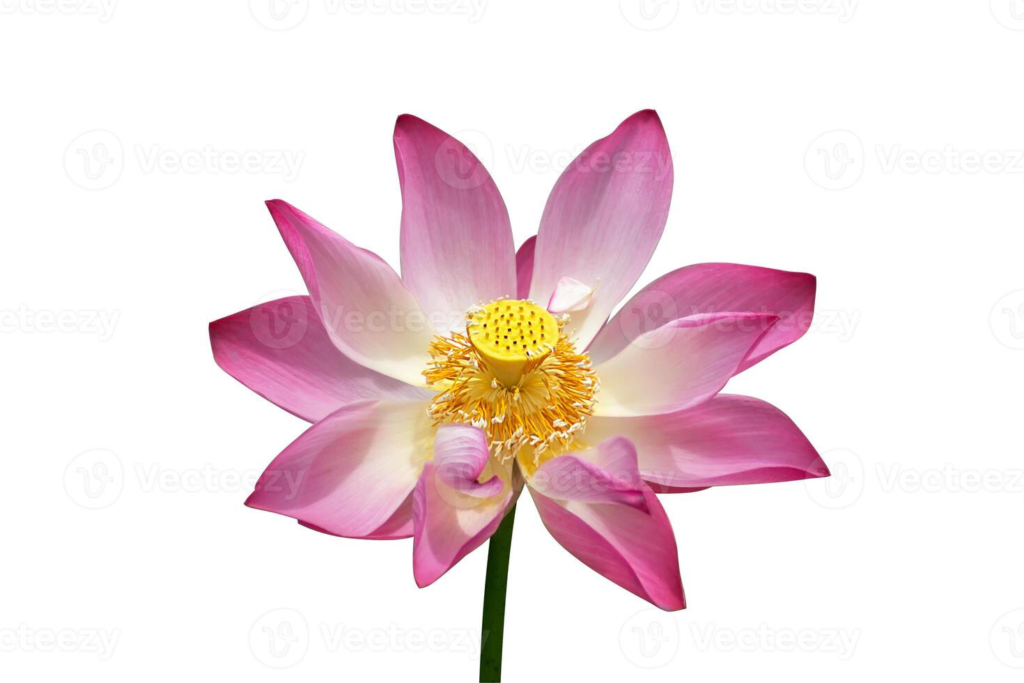 Beautiful pink lotus flower photo