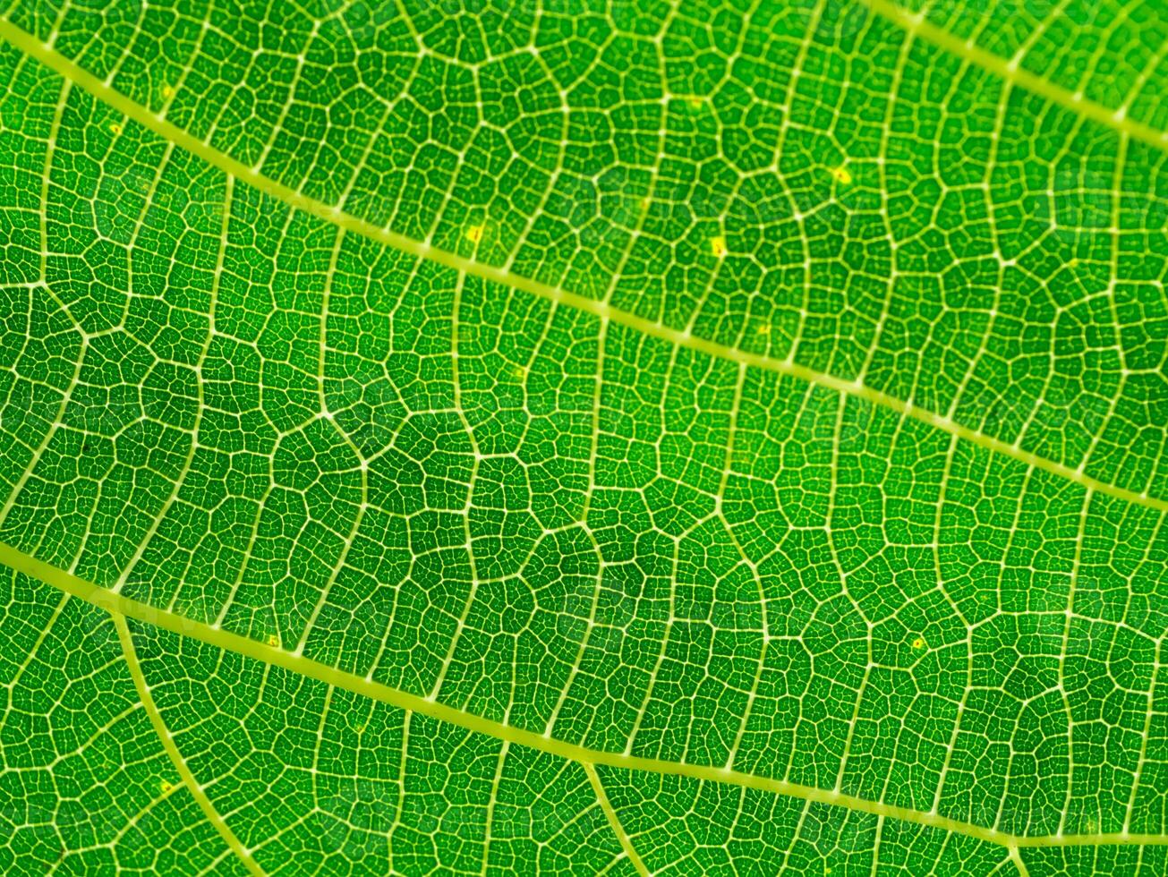 Close up green leaf wallpaper. photo