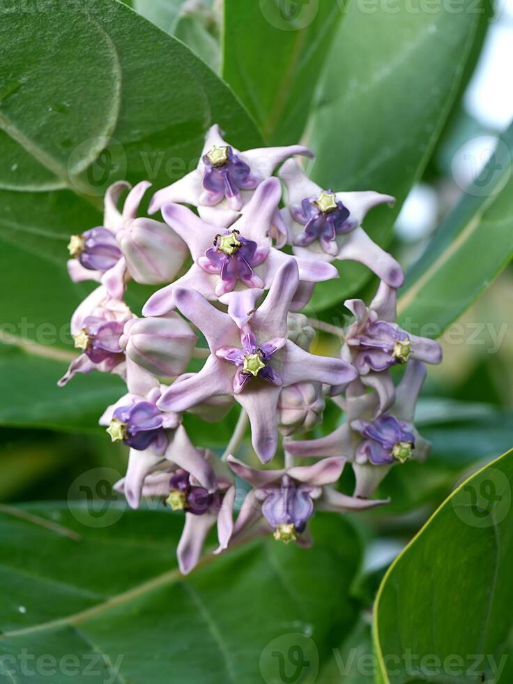 Crown flower with leaves photo