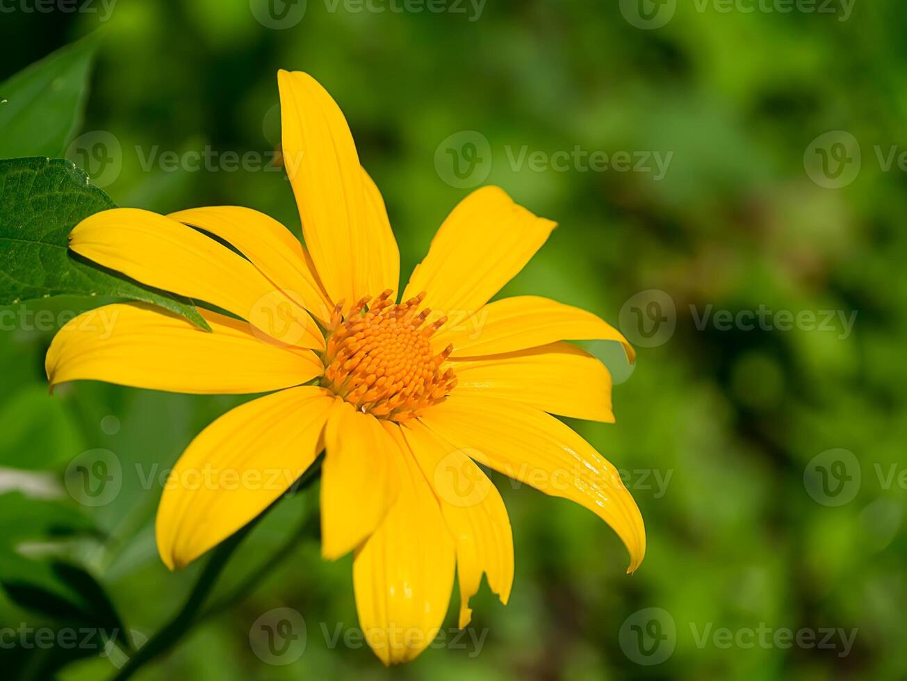 Mexican tournesol flower. photo