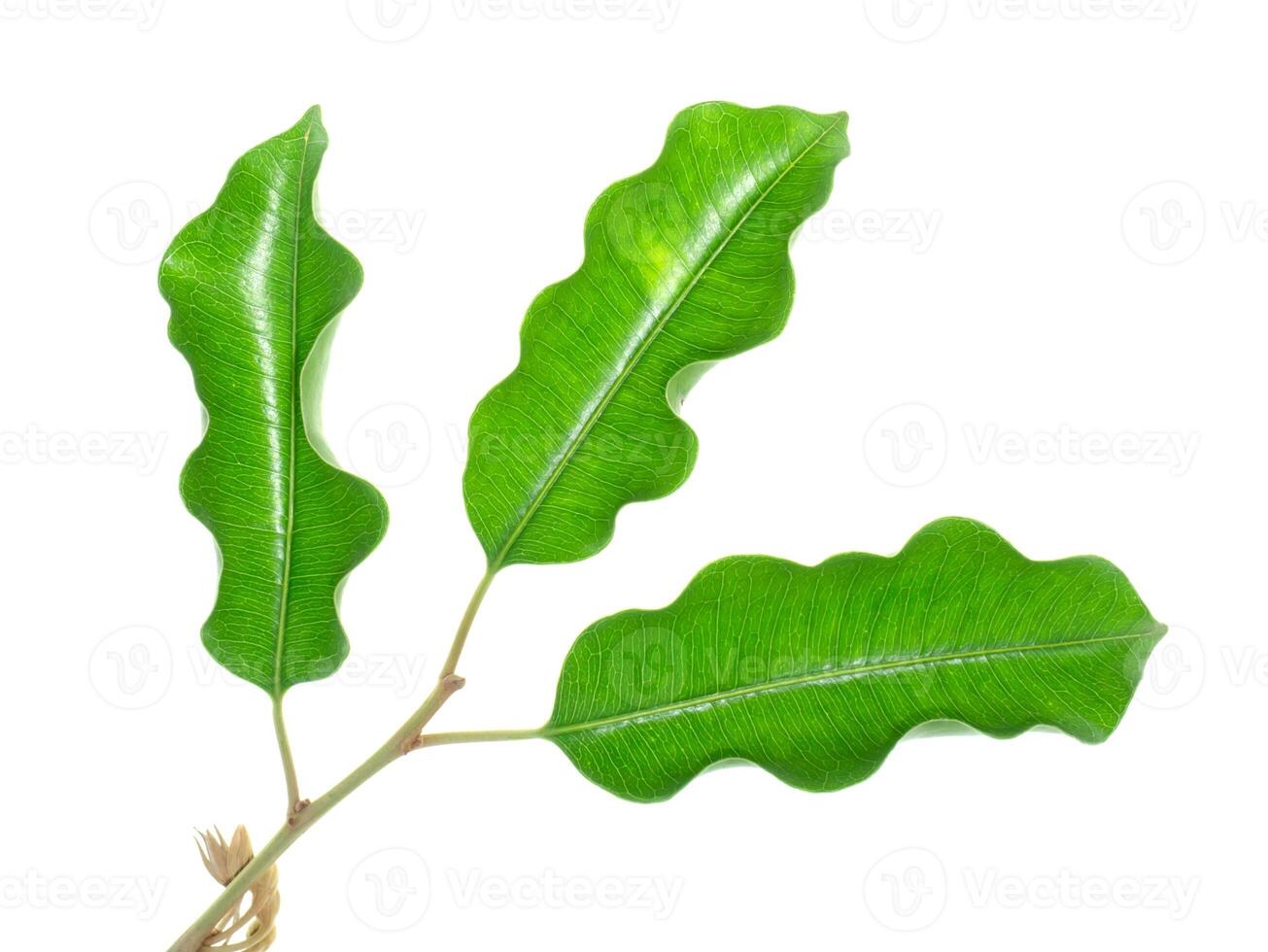 Bullet wood plant photo