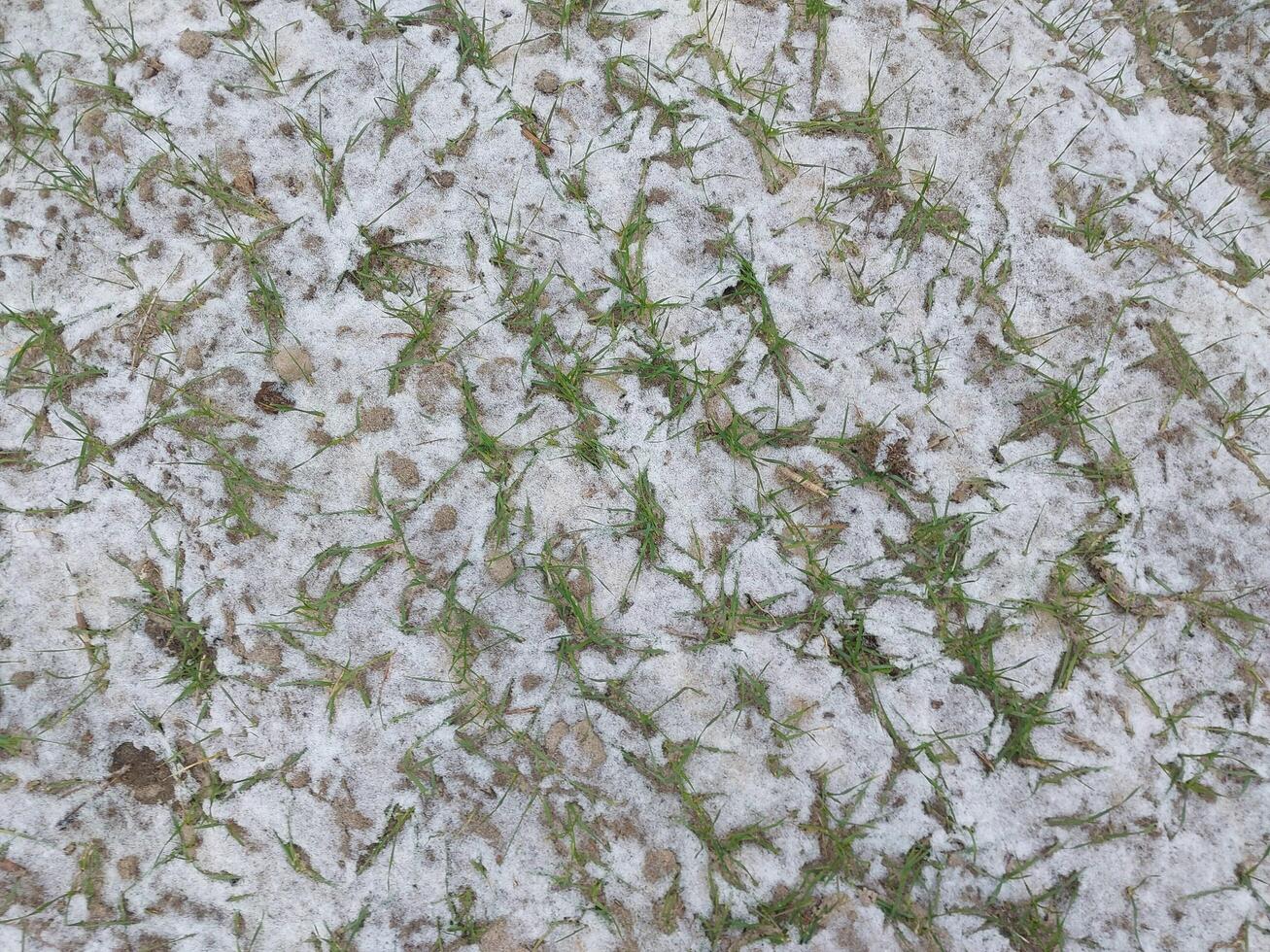 Snow fell on an agricultural field photo