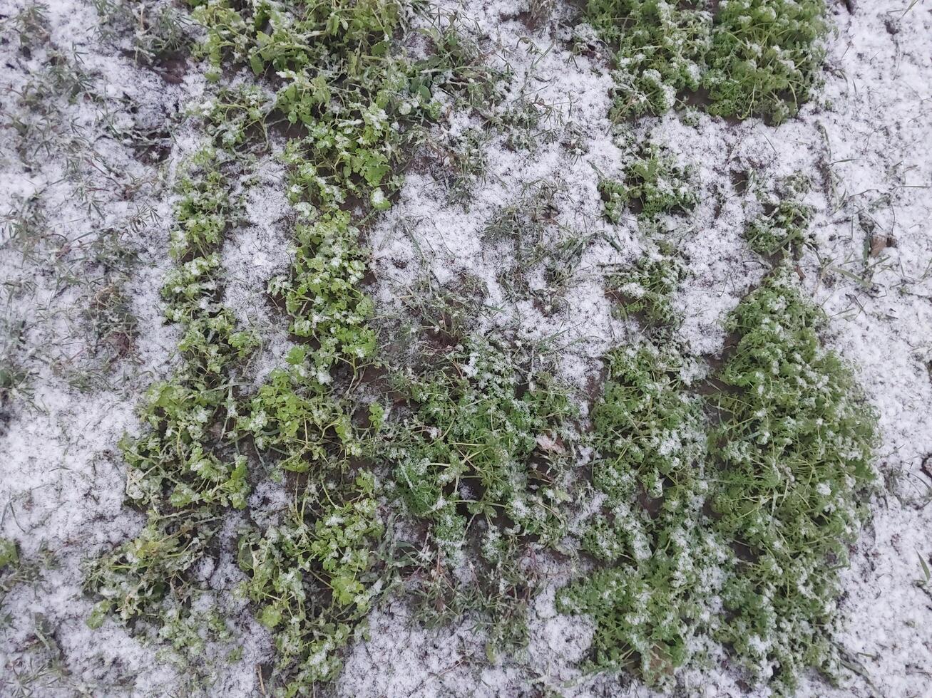 Snow fell on the garden where vegetables grow in the village photo