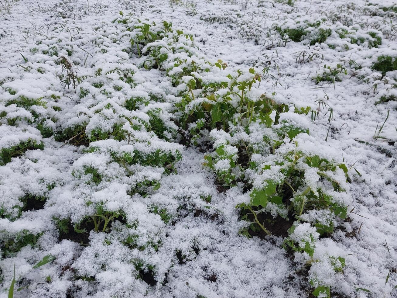 Snow fell on the garden where vegetables grow in the village photo