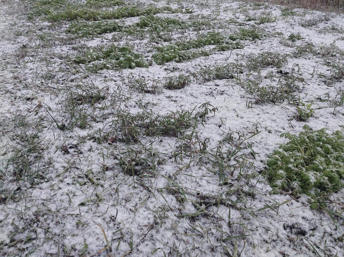 Snow fell on the garden where vegetables grow in the village photo