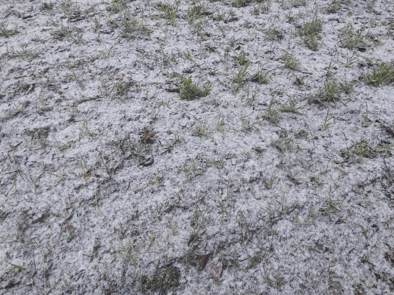 Snow fell on the garden where vegetables grow in the village photo