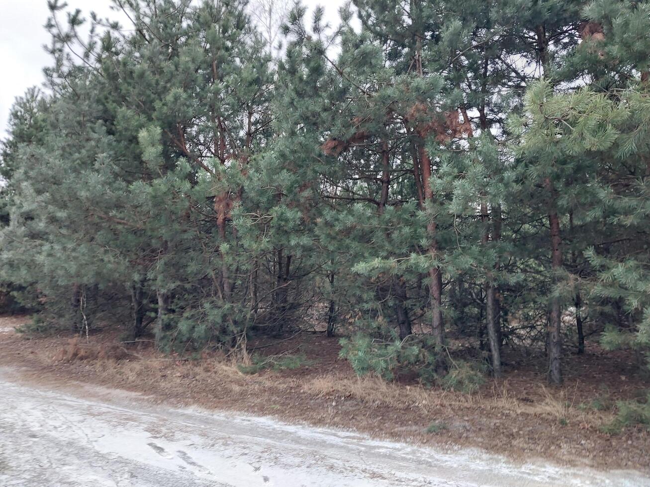 nieve cayó en un joven bosque foto