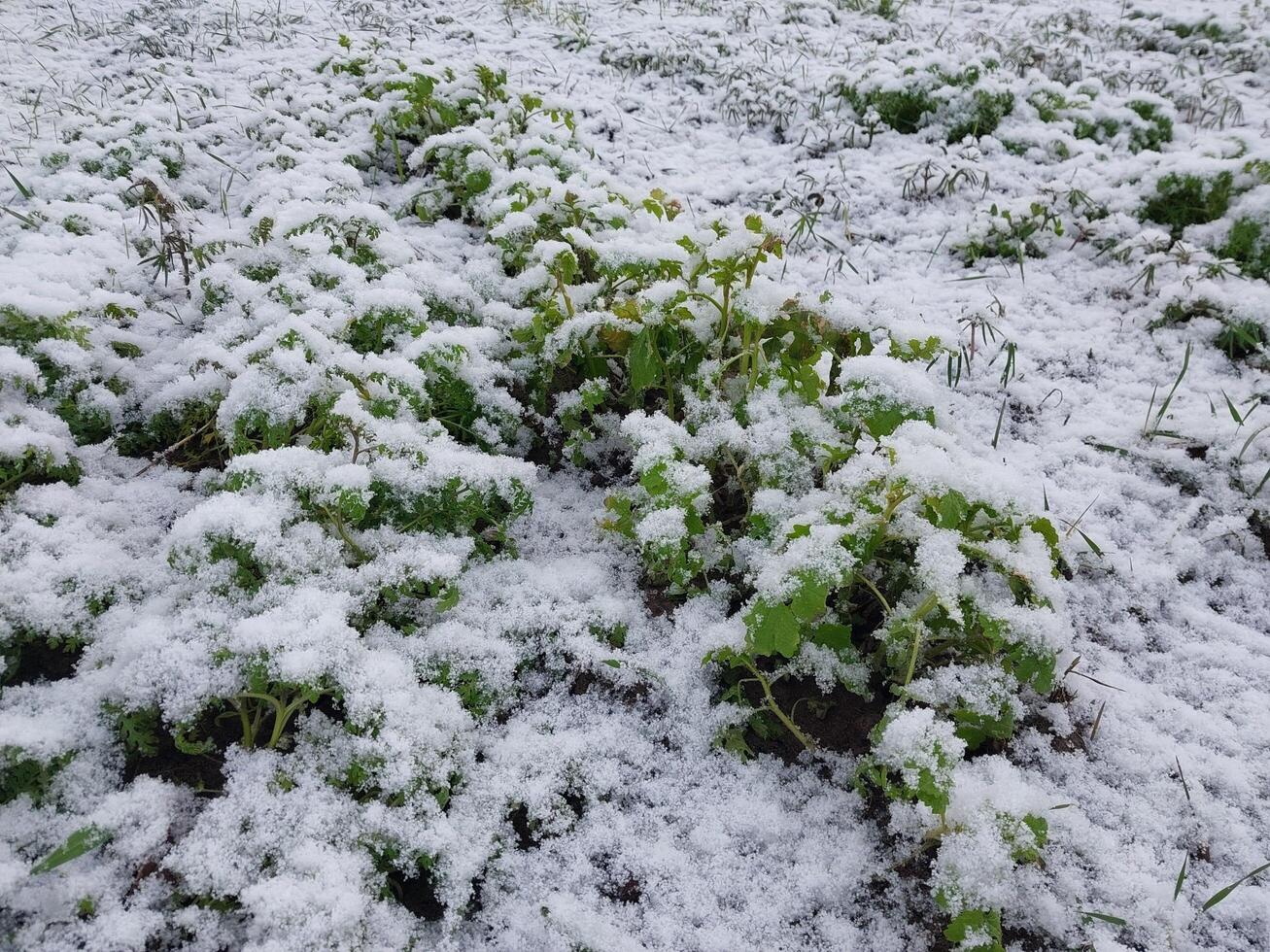 Snow fell on the garden where vegetables grow in the village photo