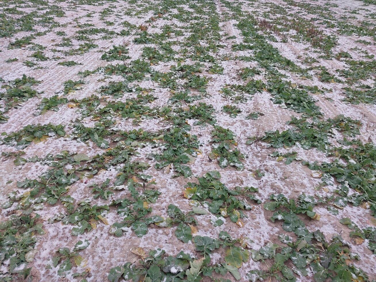 Snow fell on an agricultural field photo