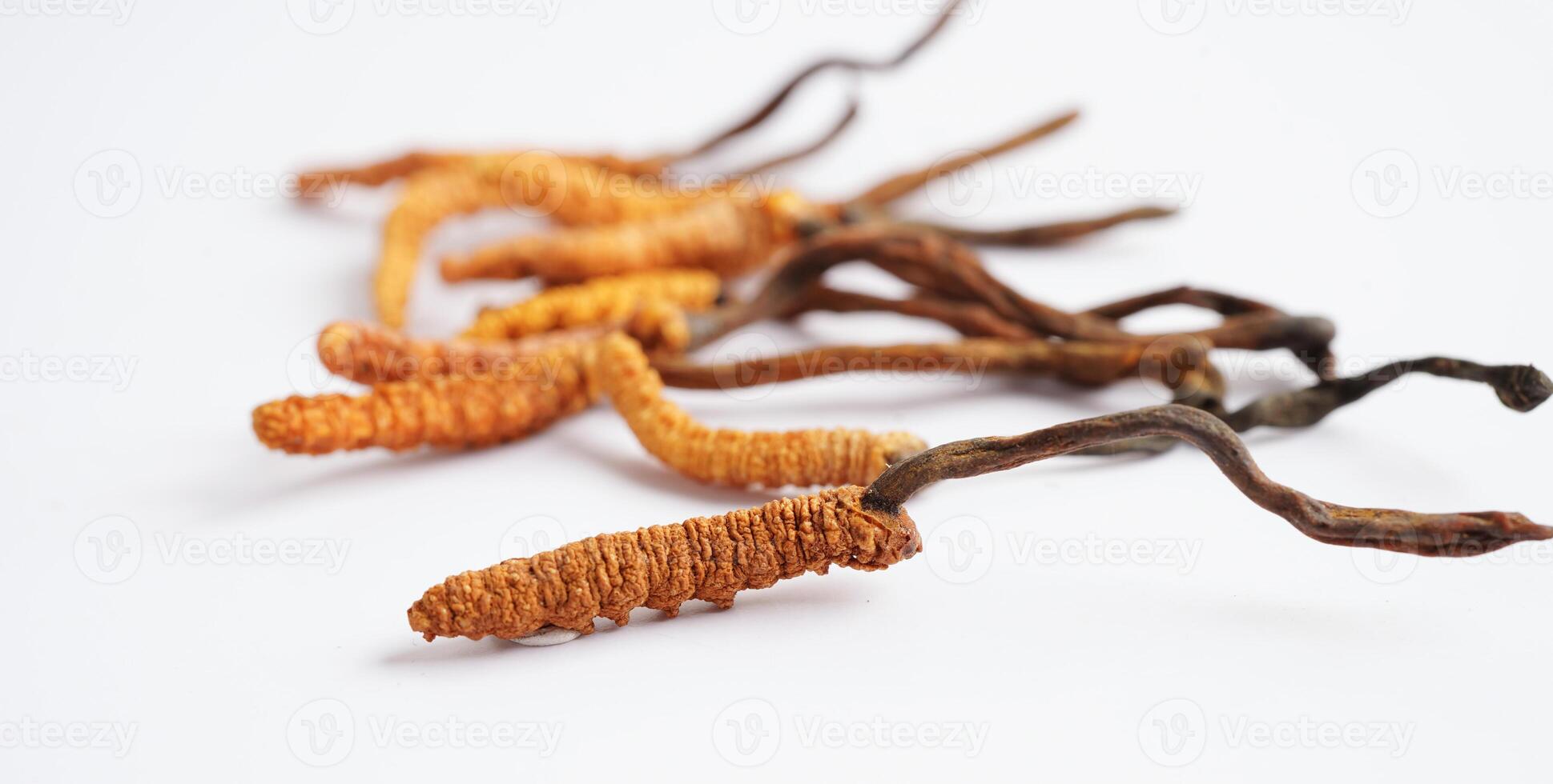 Cordyceps sinensis or Ophiocordyceps sinensis isolated on white background, mushroom herb treatment medicine. photo