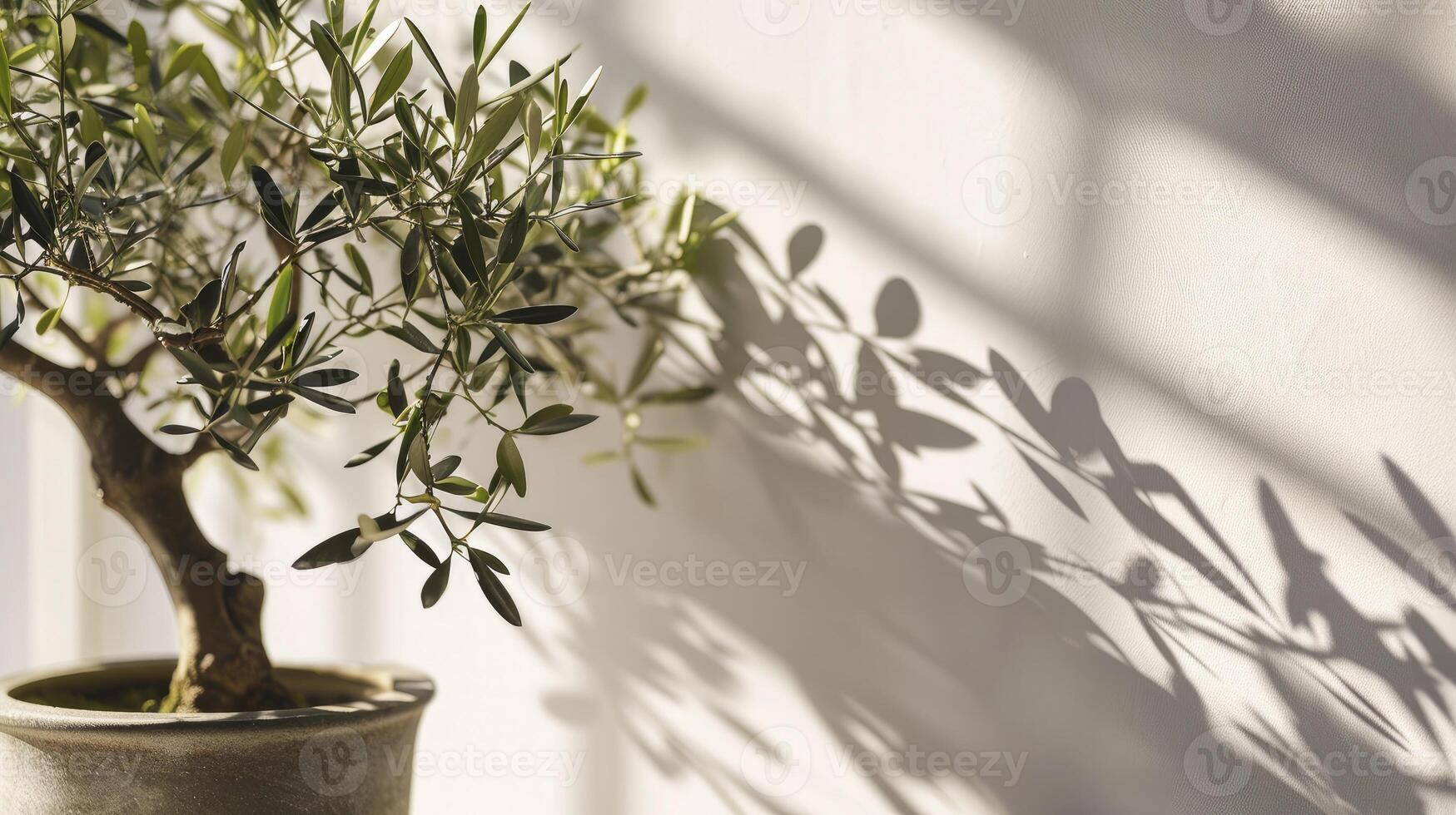 AI generated Minimal style light backdrop with blurred foliage shadow on white wall. Potted Olive bonsai tree, Beautiful blank background for presentation photo