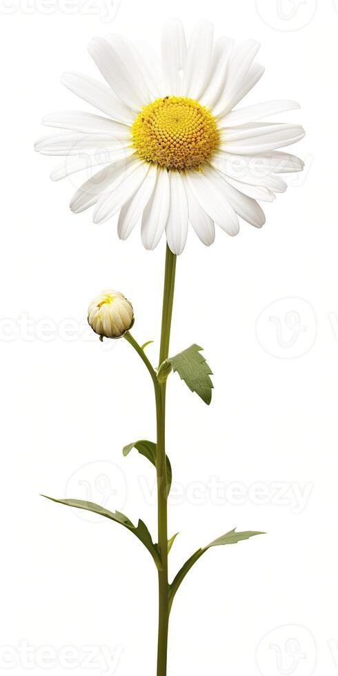 AI generated Common daisy isolated on white background. AI Generated photo