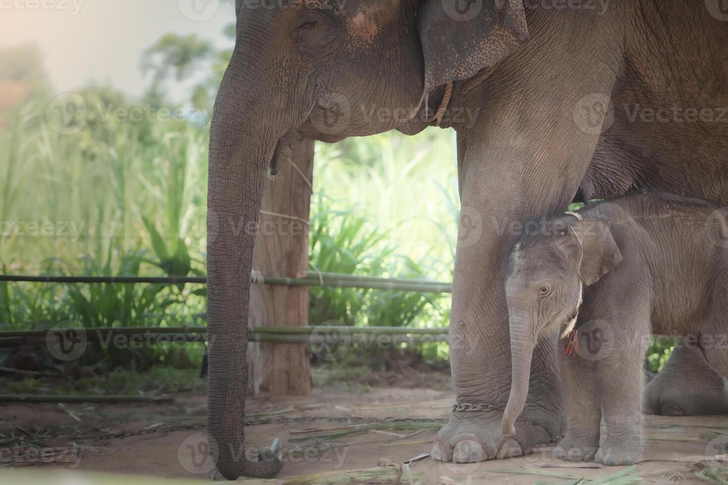 linda pequeño infantil asiático elefante en jugando con es madre a un turista elefante acampar en del Norte tailandia, Sureste Asia foto