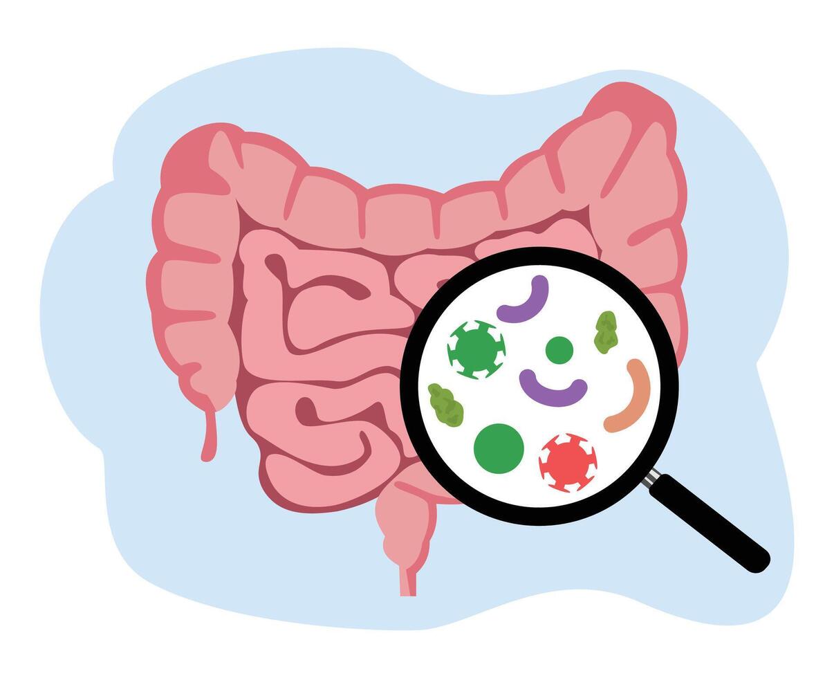 Proctologist or Colonoscopy Illustration with a Doctor Examines of the Colon and Harmful Bacteria vector