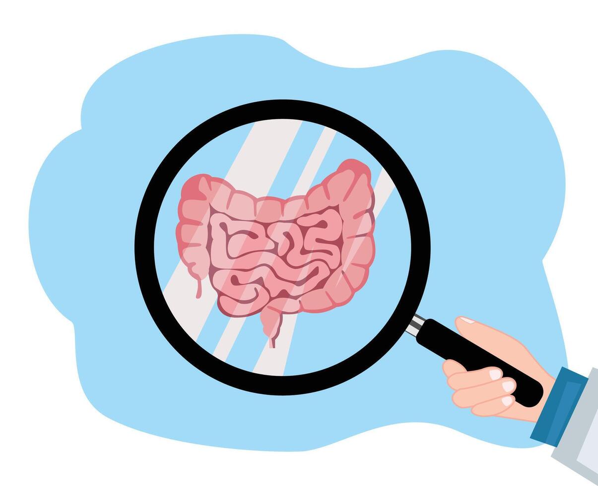 The doctor examines the large intestine using a magnifying glass vector
