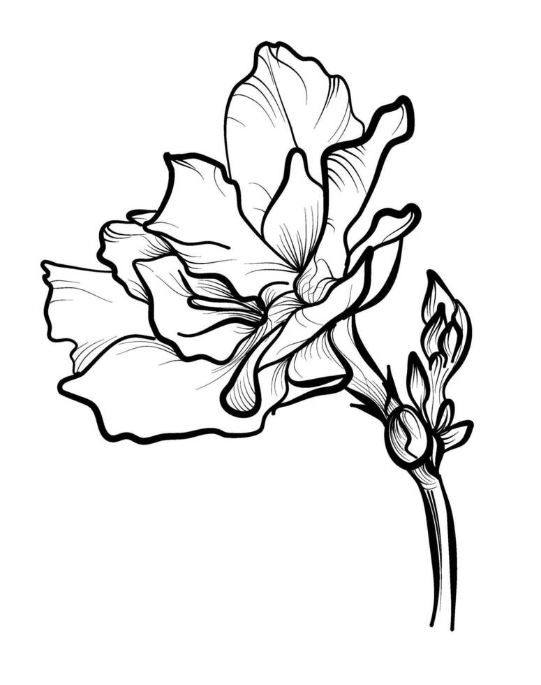 hand-drawn azalea flower vector illustration