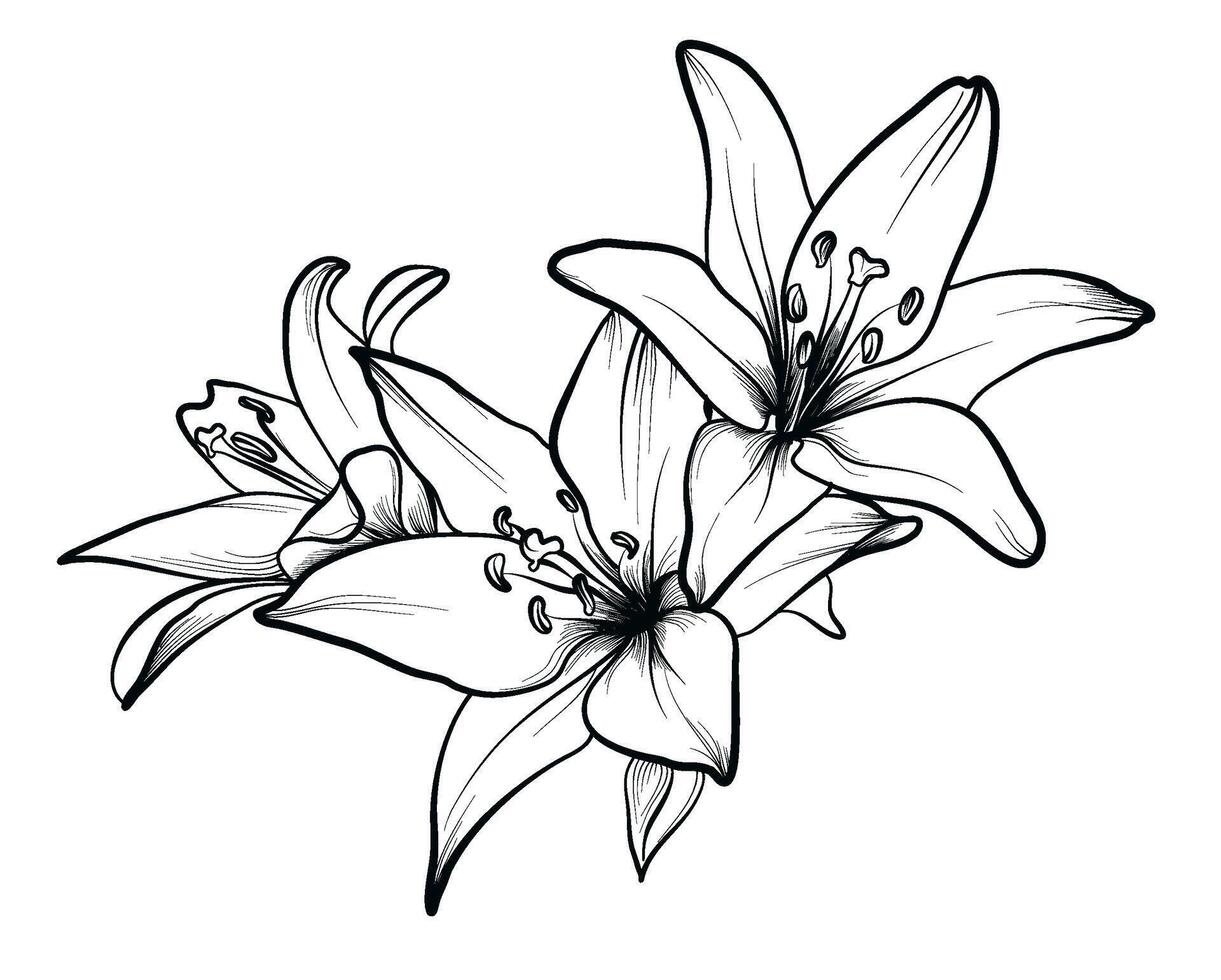 bouquet of lily flowers vector illustration