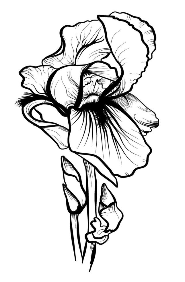 dibujado a mano ilustración de iris flores vector ilustración