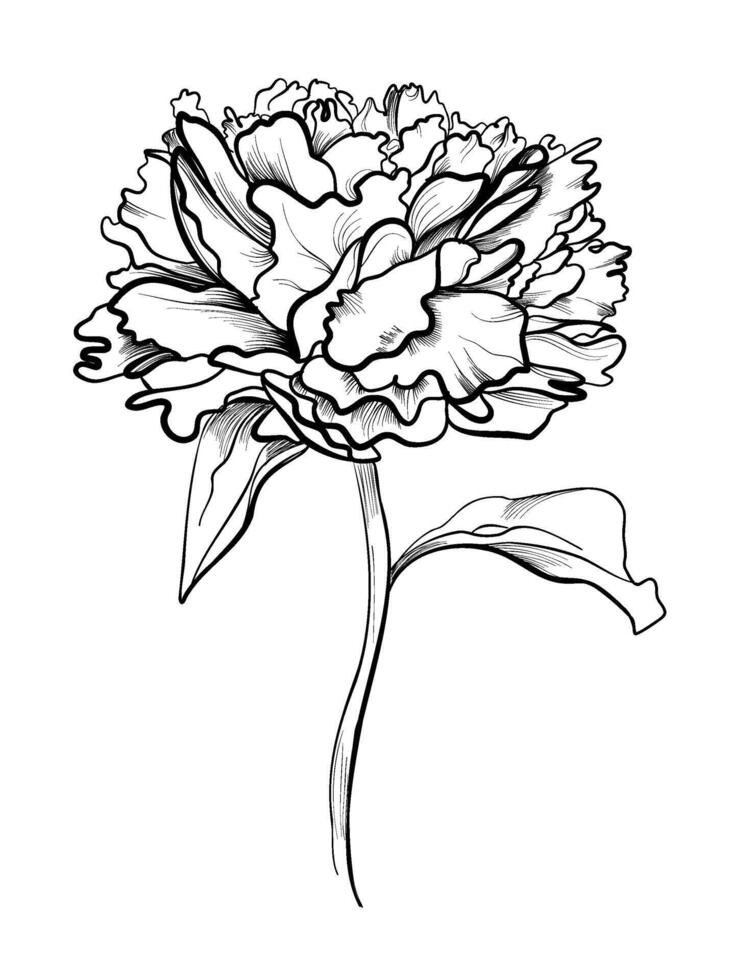 hand drawing of a peony flower vector illustration